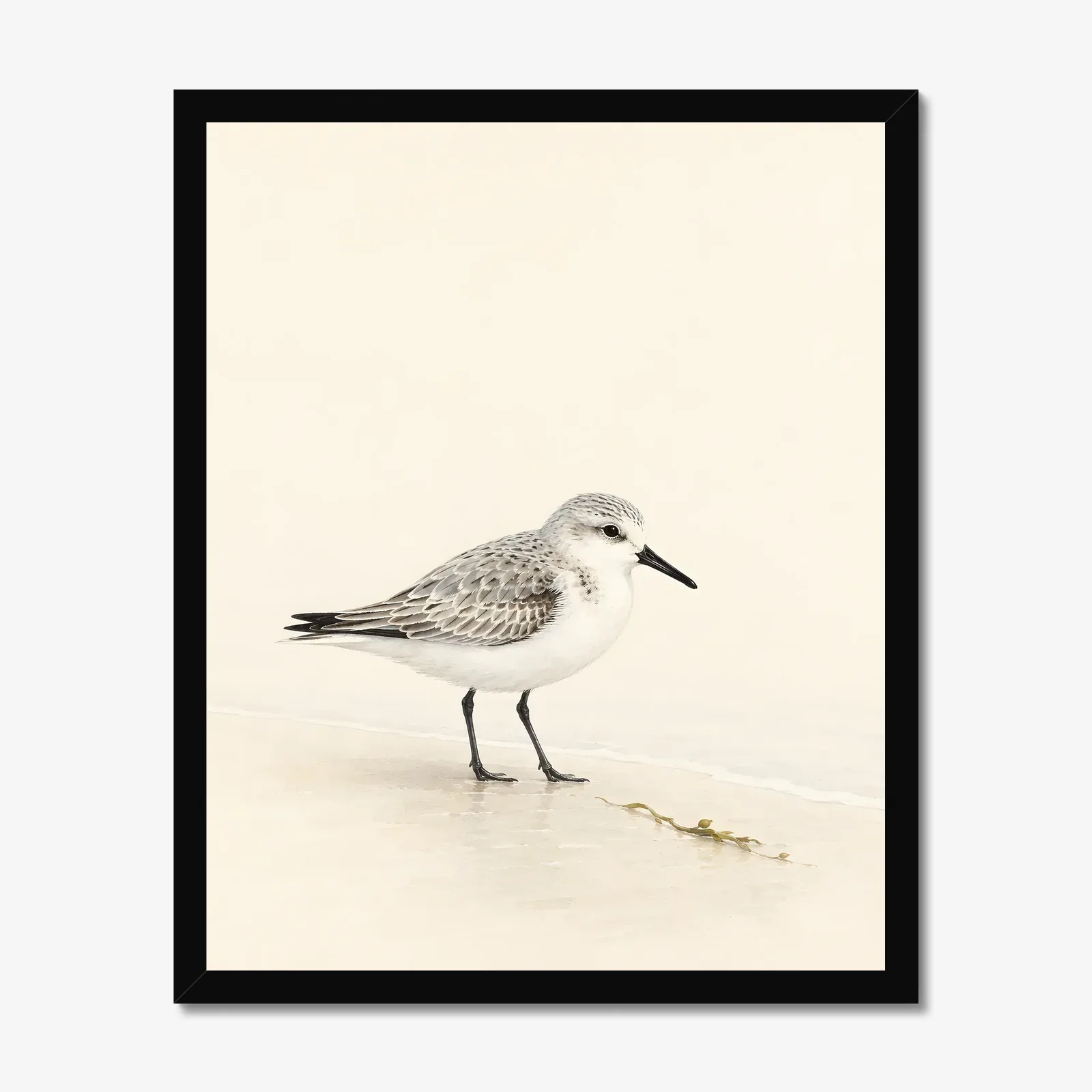 Sanderling Print in a black frame
