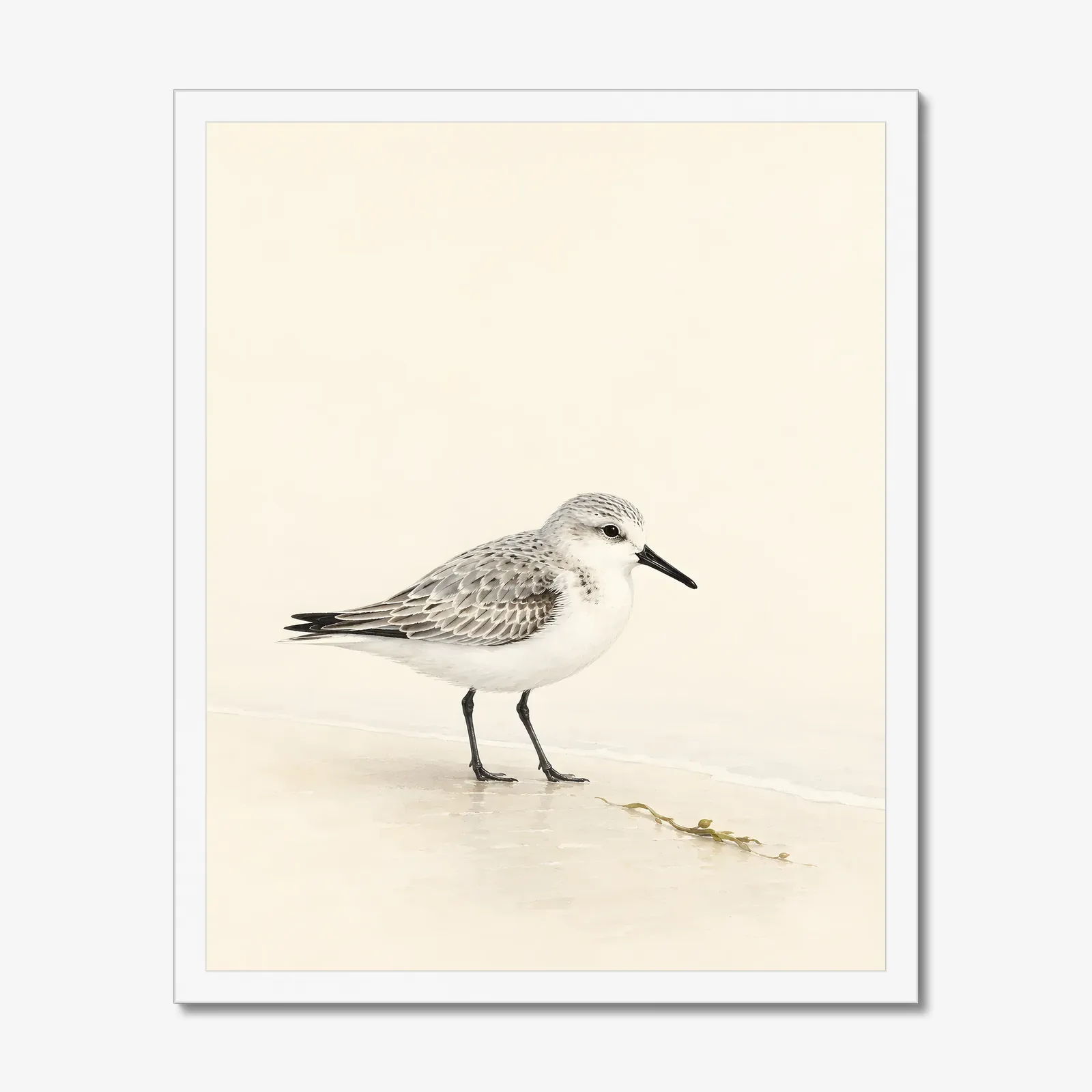 Sanderling Print in a white frame
