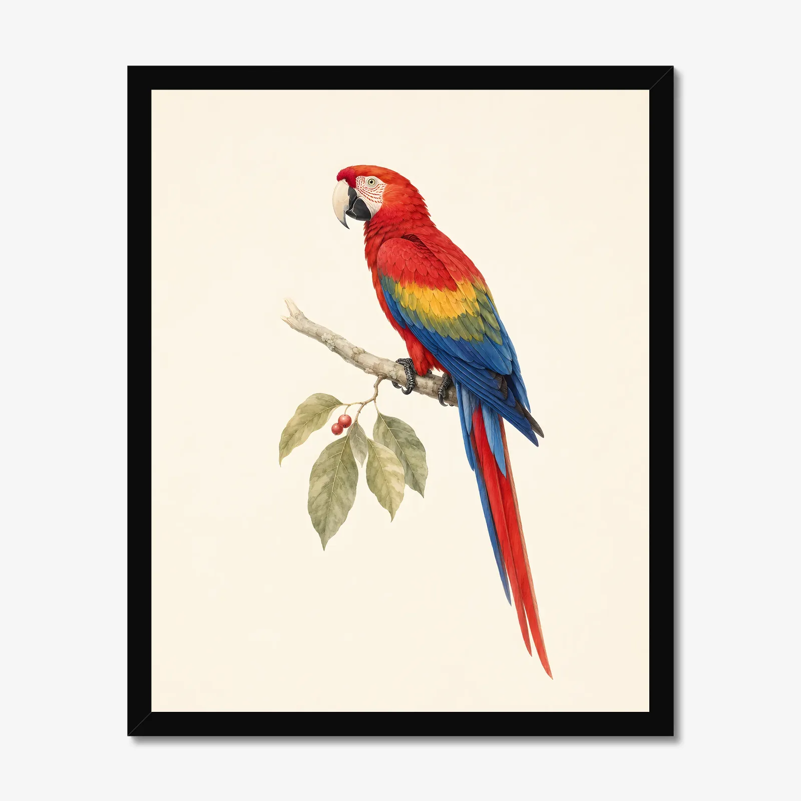Scarlet Macaw Print in a black frame