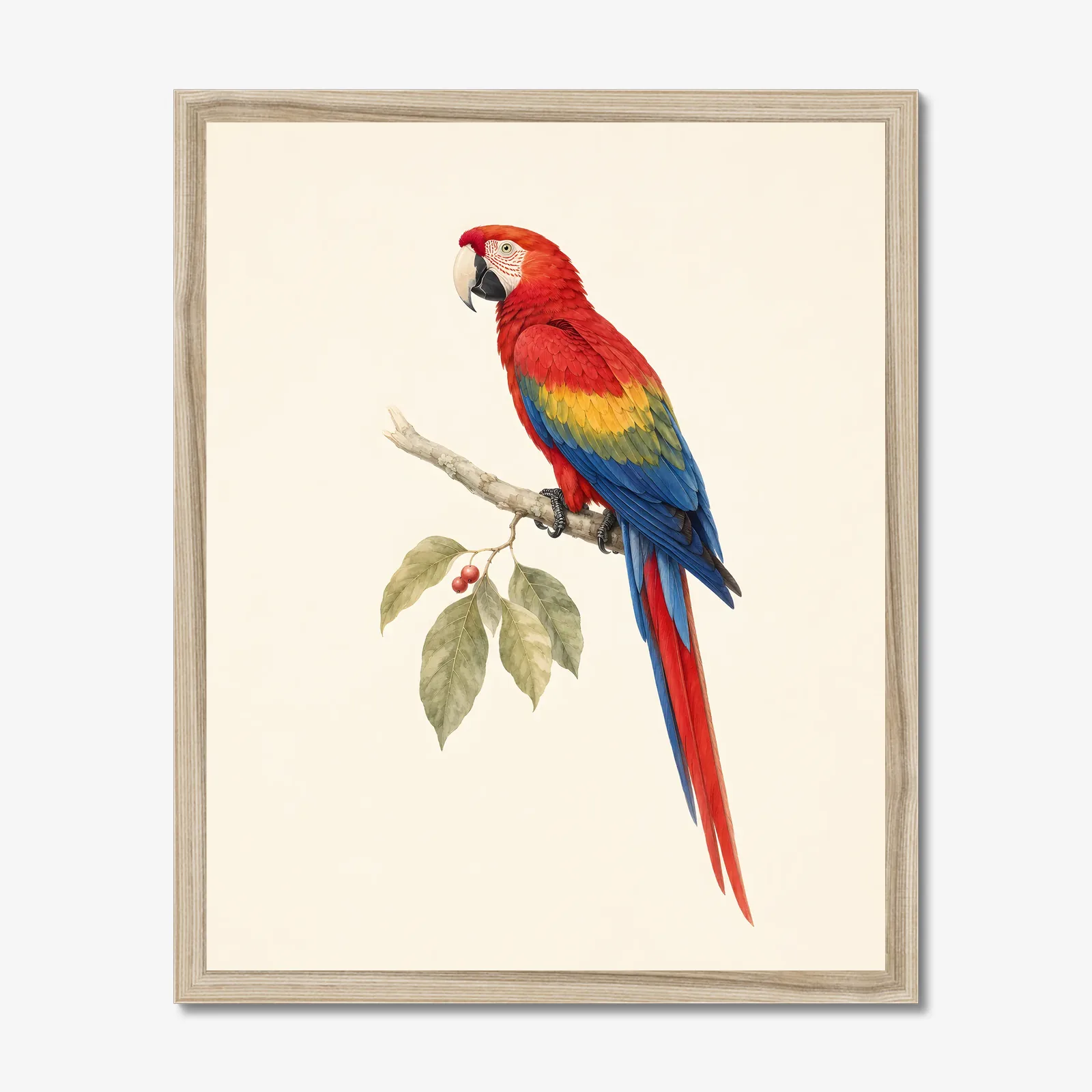 Scarlet Macaw Print shown as a fine-art print