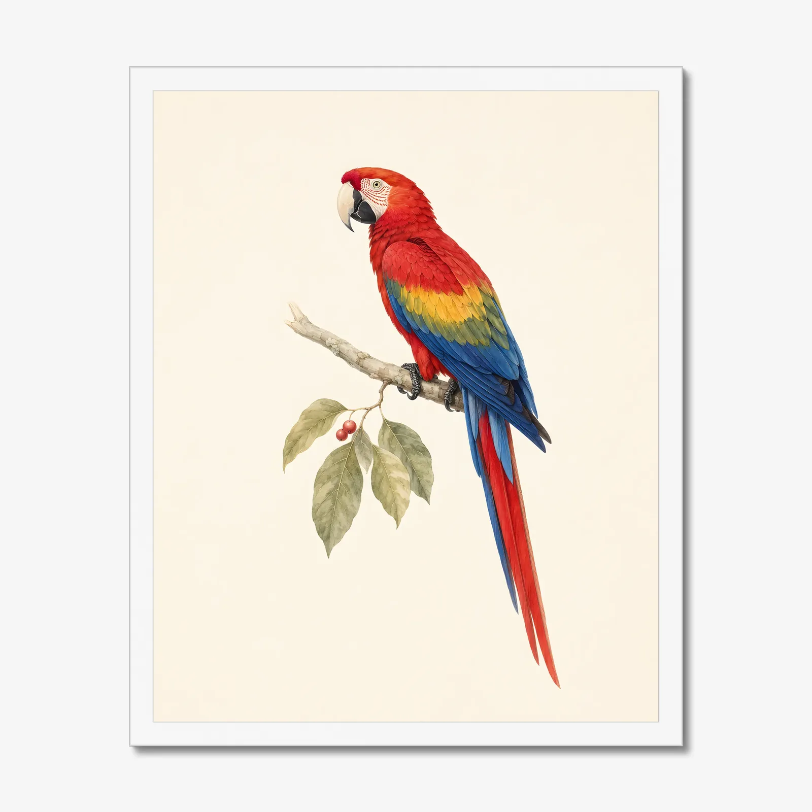 Scarlet Macaw Print in a white frame