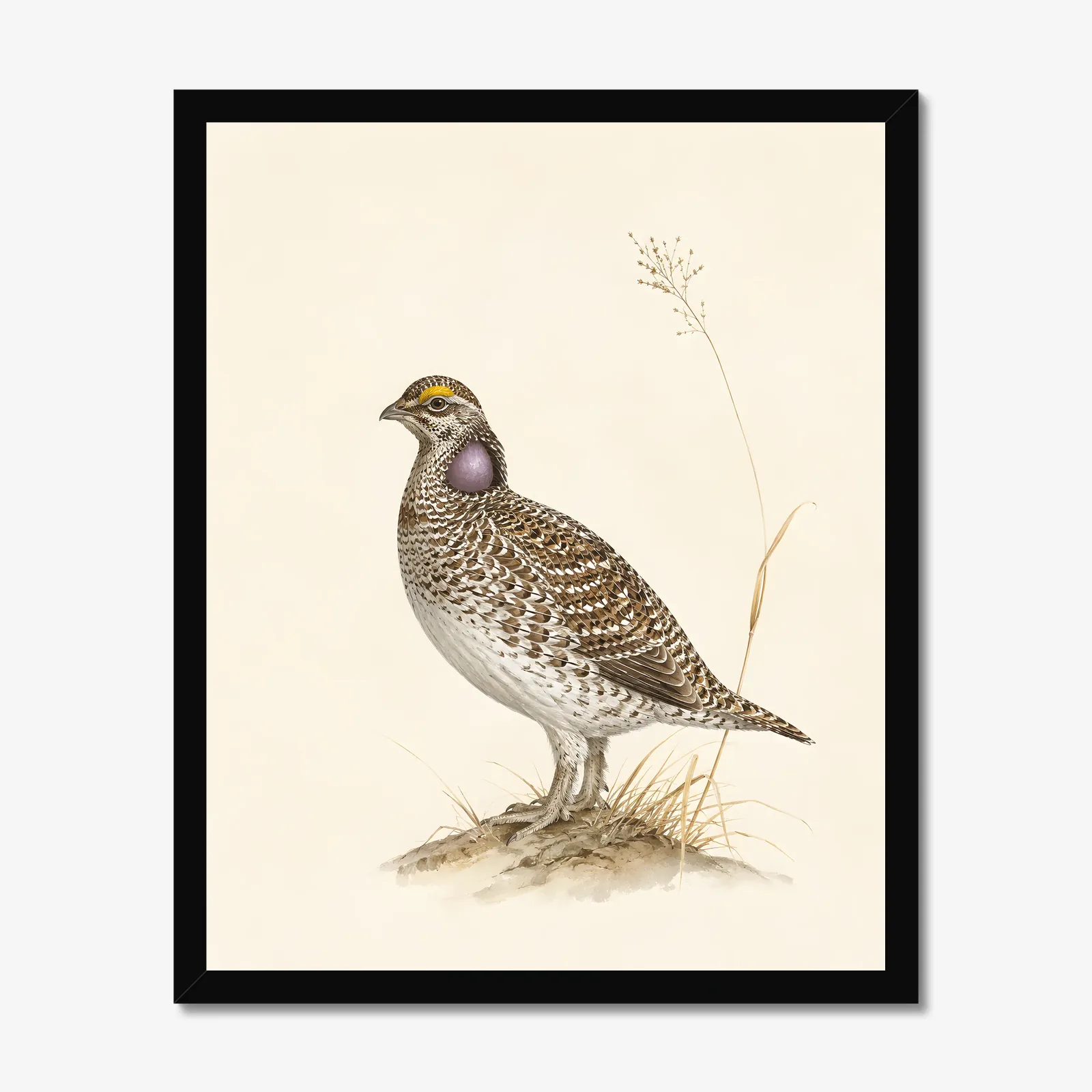 Sharp Tailed Grouse Print in a black frame