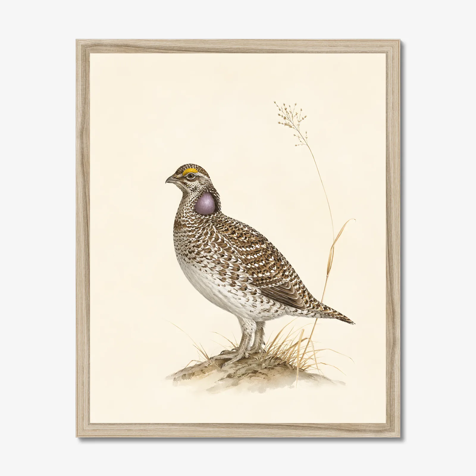 Sharp Tailed Grouse Print in a natural frame