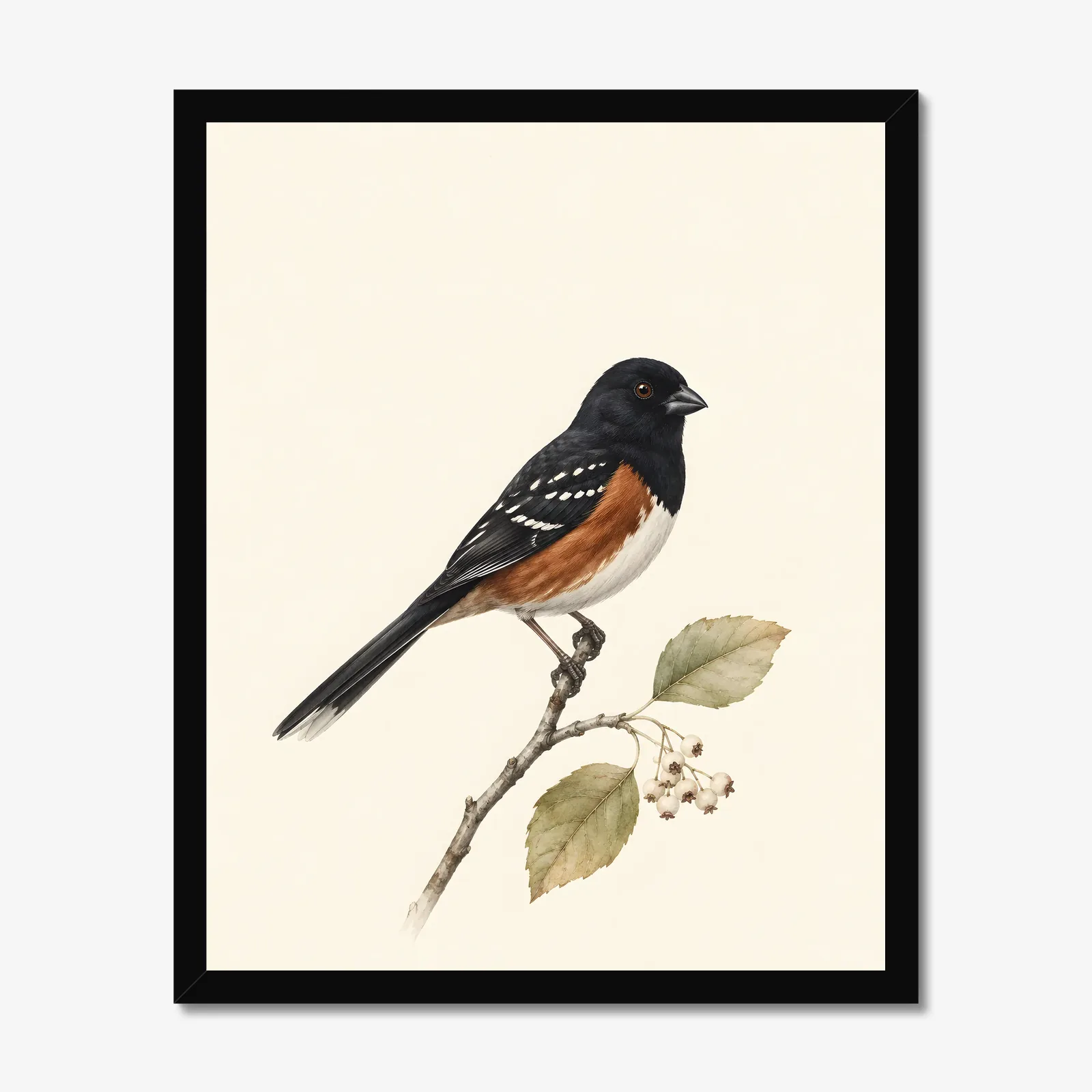 Spotted Towhee Print - Western Bird Fine Art Print in a black frame