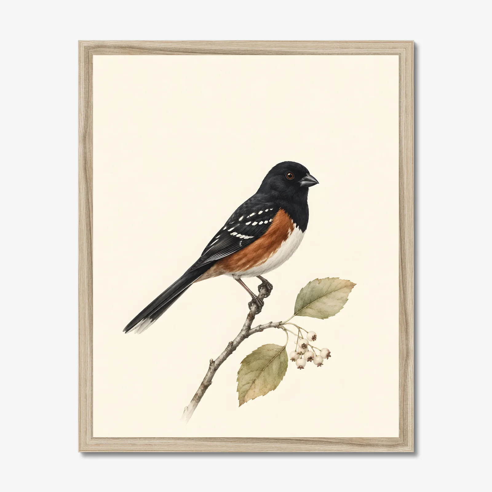 Spotted Towhee Print - Western Bird Fine Art Print in a natural frame
