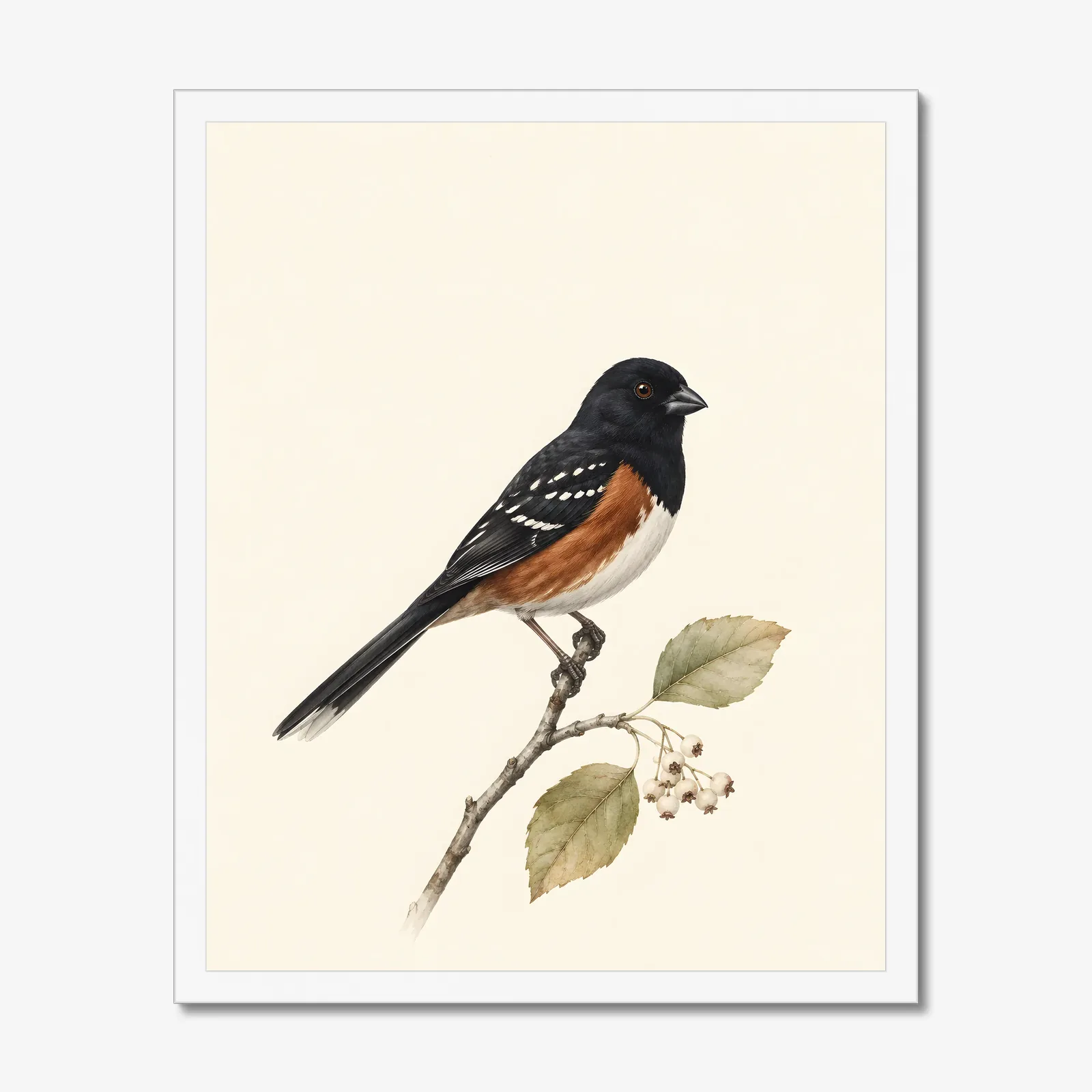 Spotted Towhee Print - Western Bird Fine Art Print in a white frame