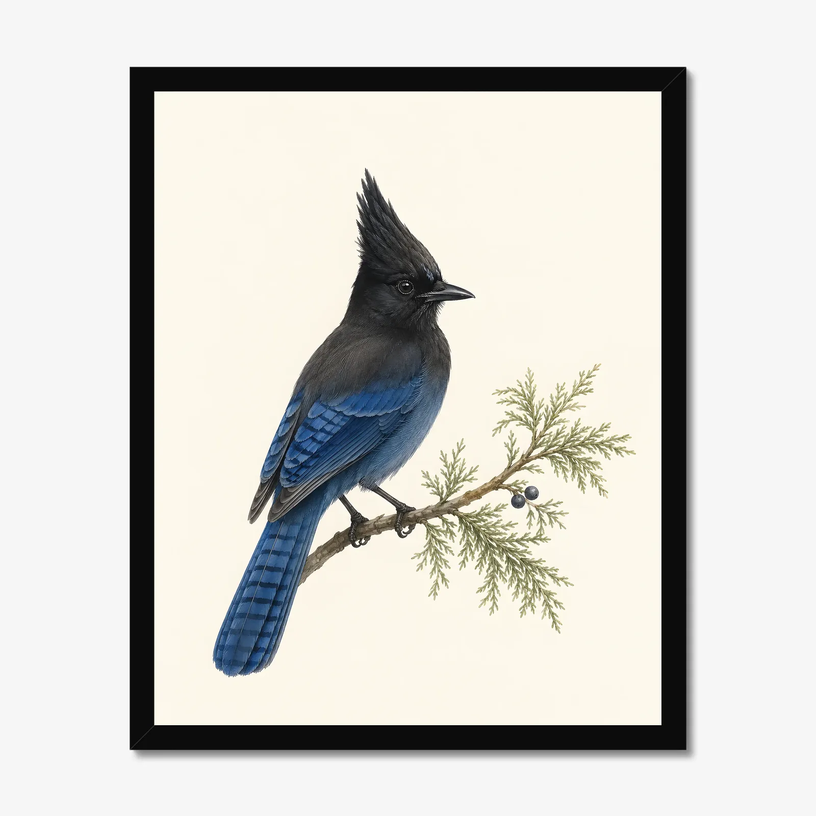 Steller's Jay Print in a black frame