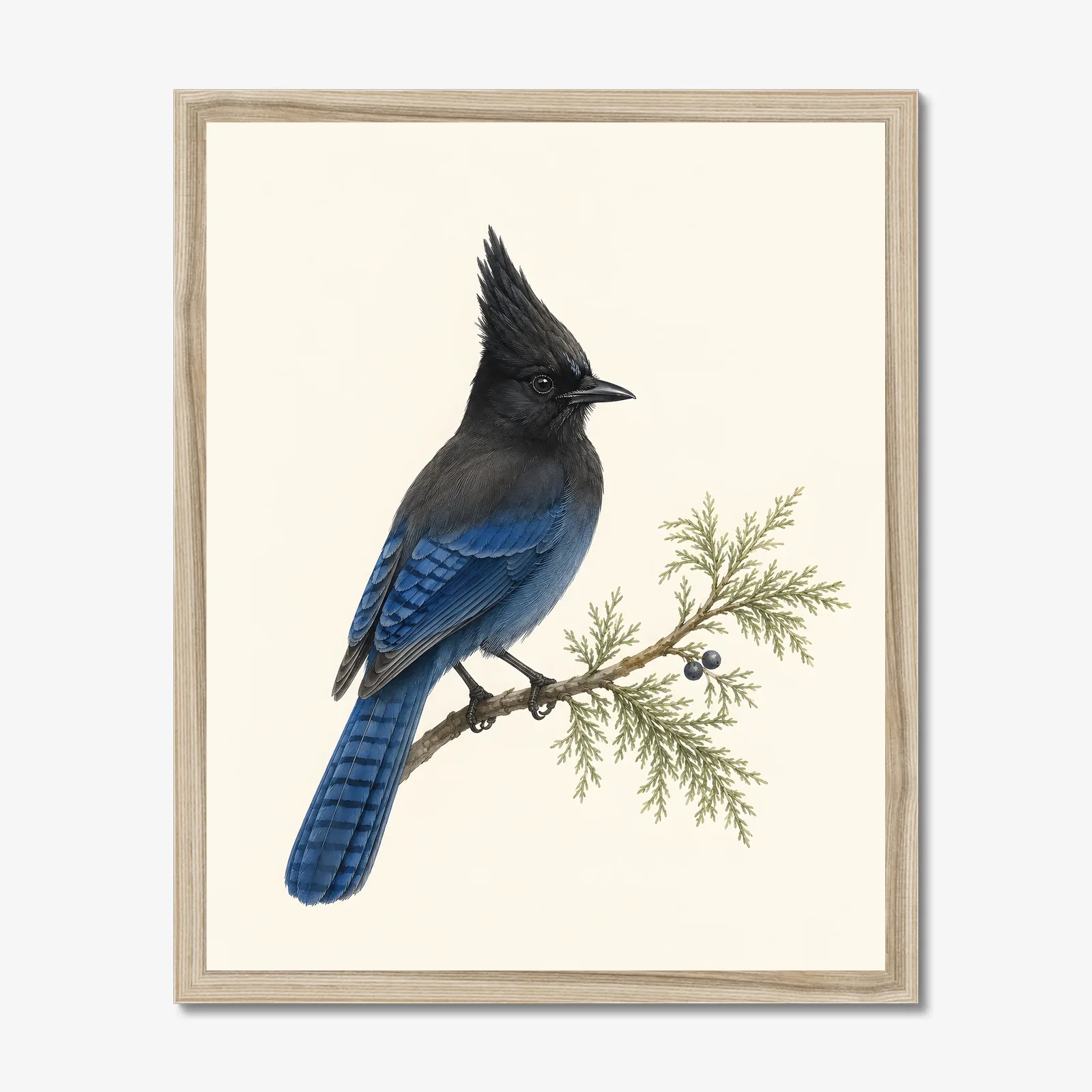 Steller's Jay Print in a natural frame
