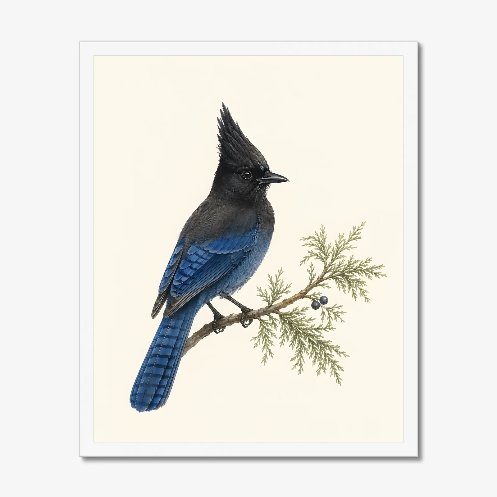 Steller's Jay Print in a white frame
