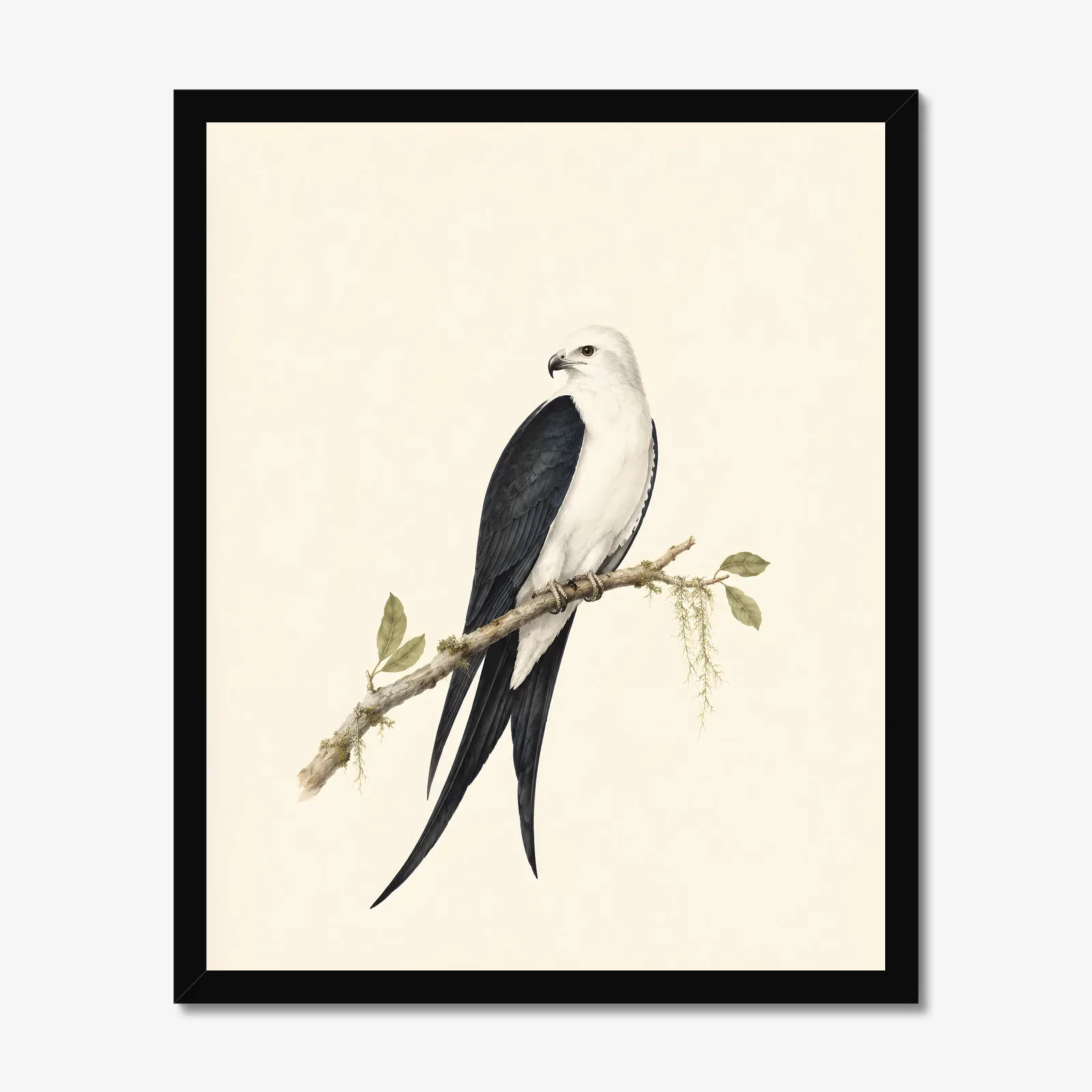 Swallow-tailed Kite Print in a black frame