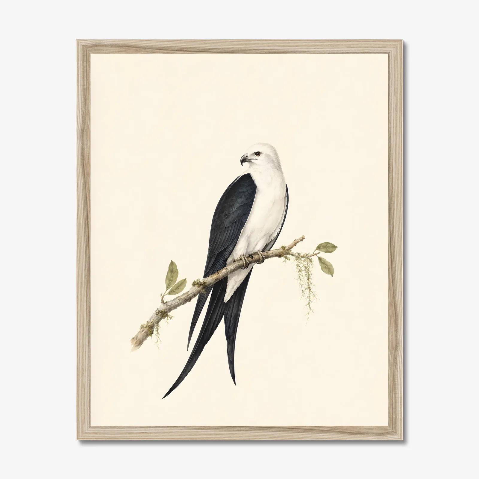 Swallow-tailed Kite Print in a natural frame