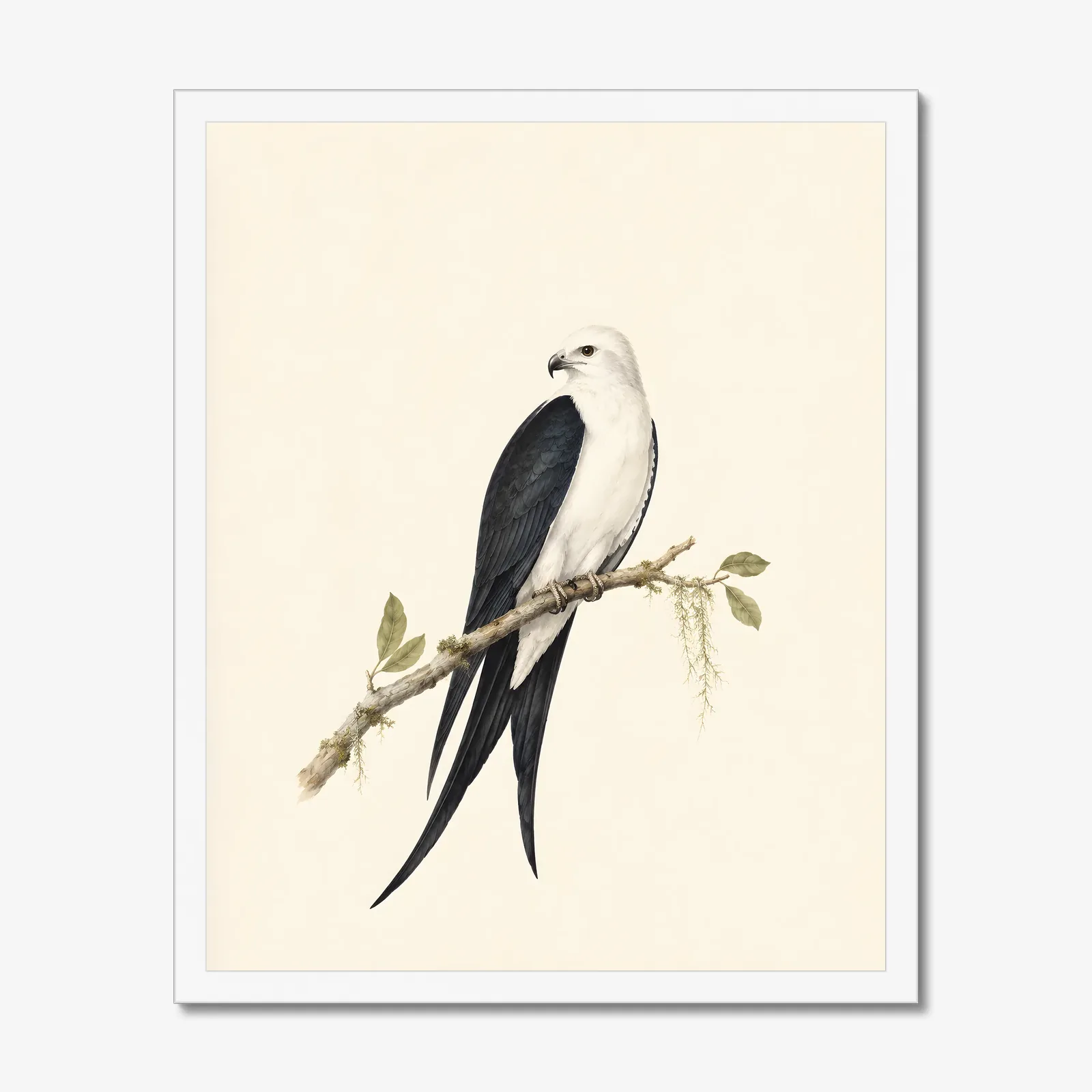 Swallow-tailed Kite Print in a white frame