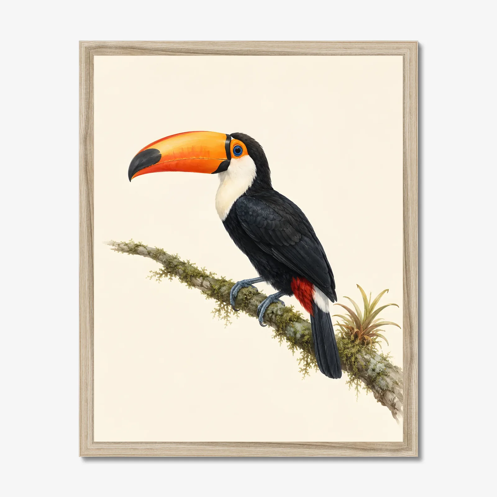 Toco Toucan Print in a natural frame