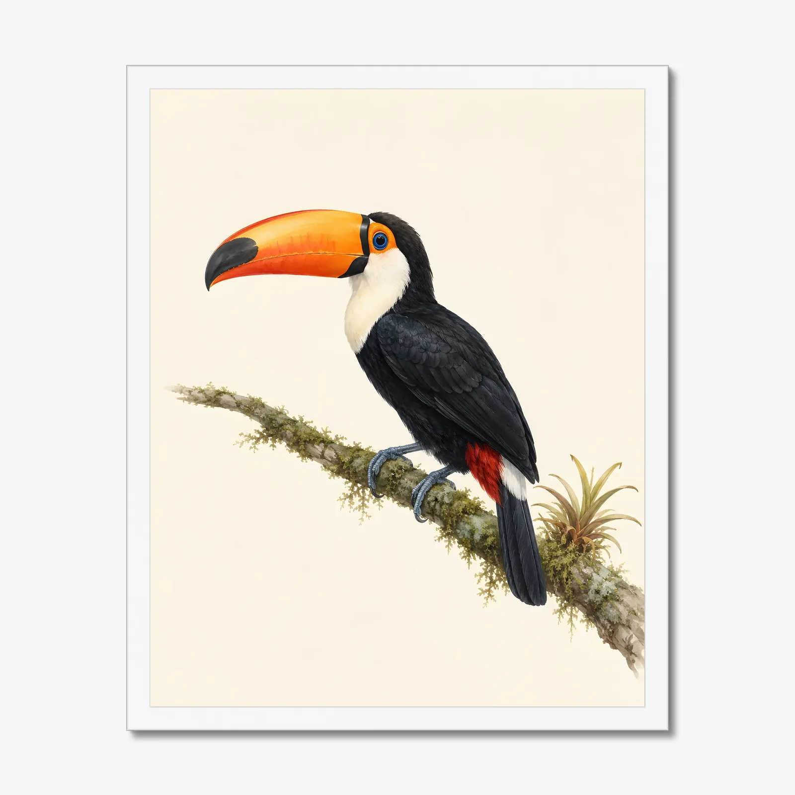 Toco Toucan Print in a white frame