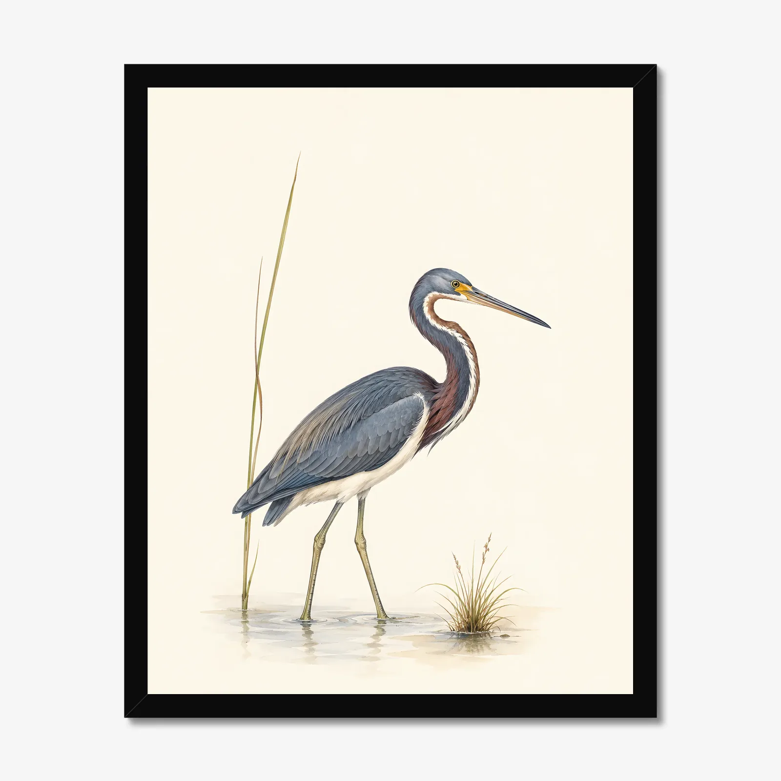 Tricolored Heron Print in a black frame