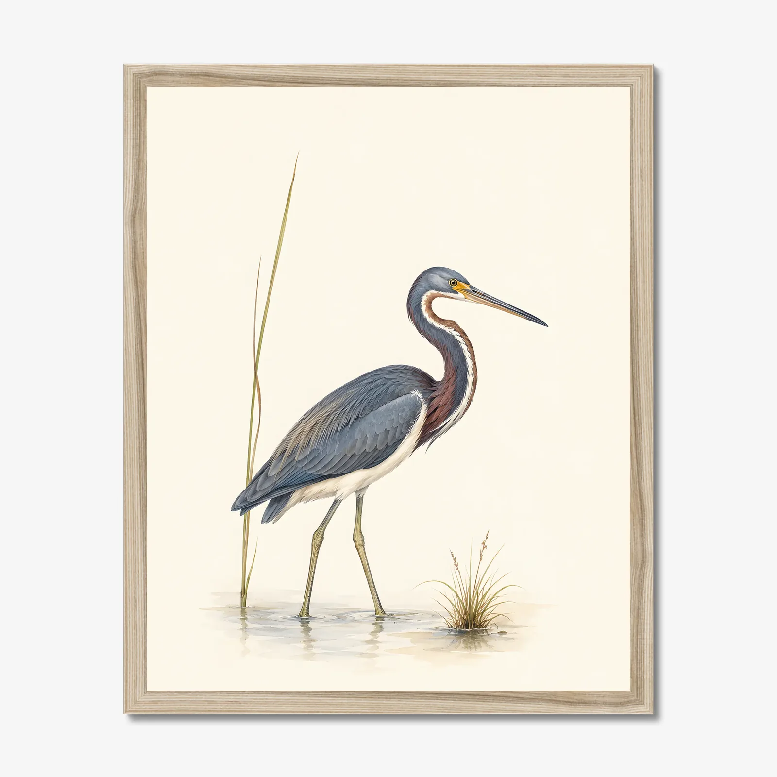 Tricolored Heron Print in a natural frame