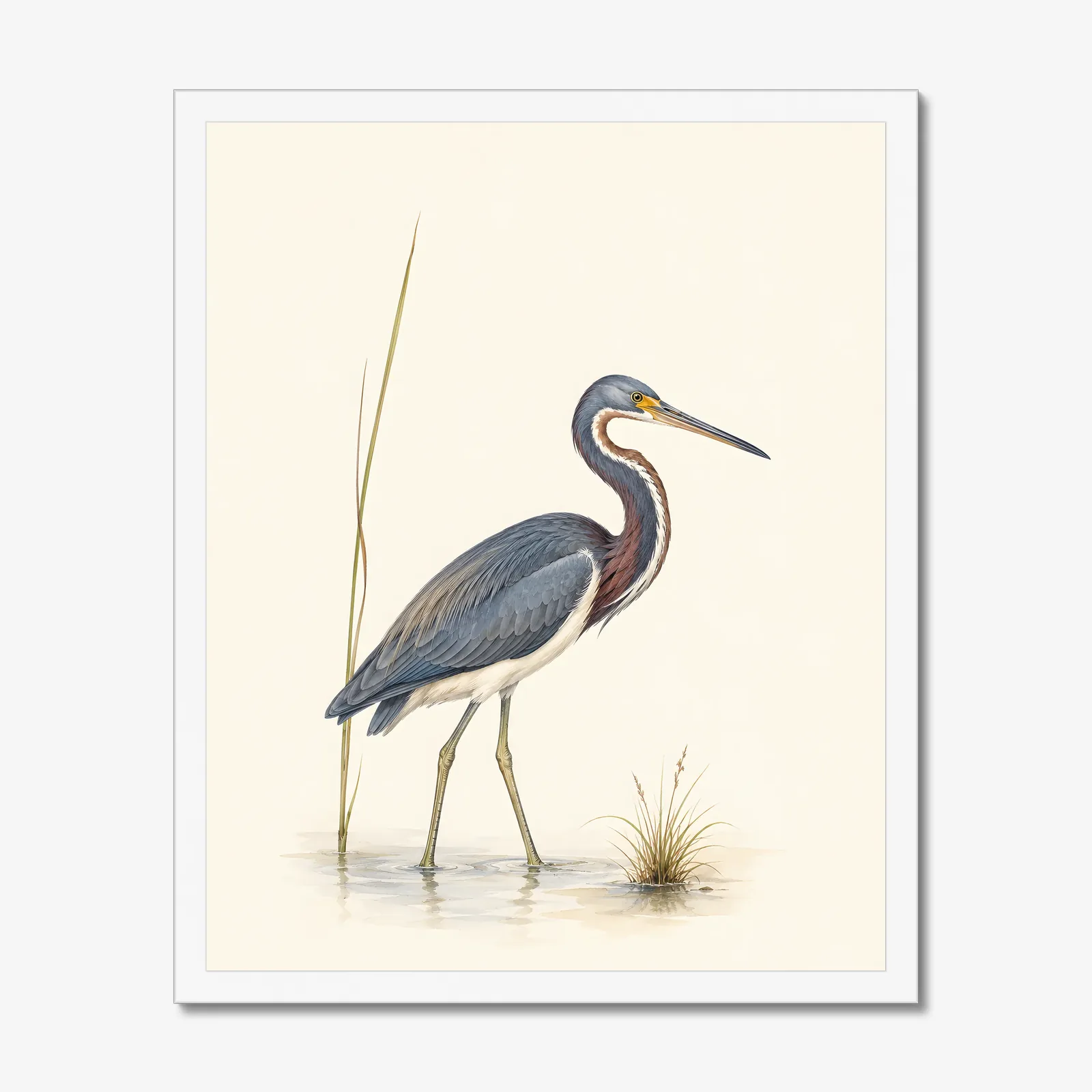 Tricolored Heron Print in a white frame
