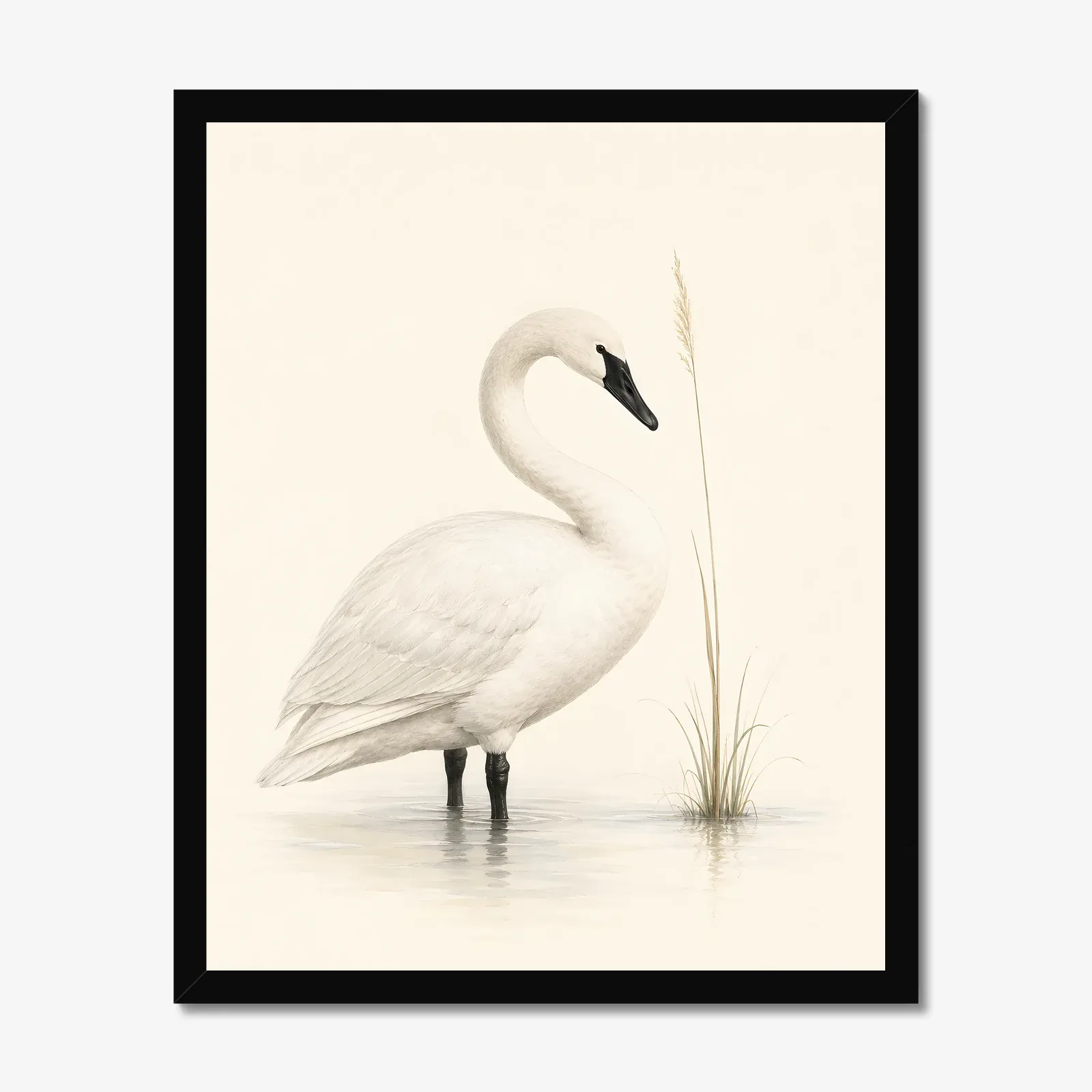 Trumpeter Swan Print in a black frame