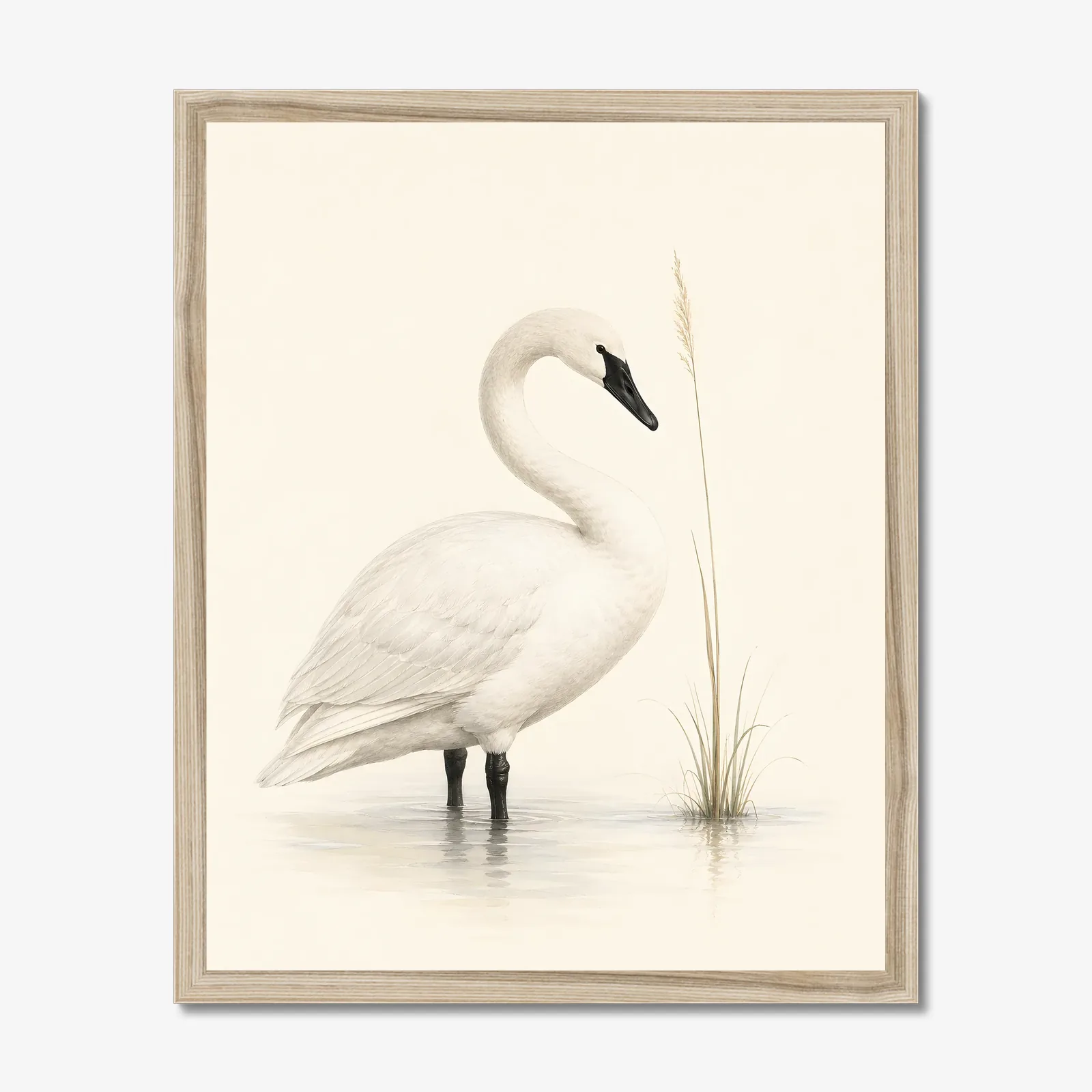 Trumpeter Swan Print in a natural frame