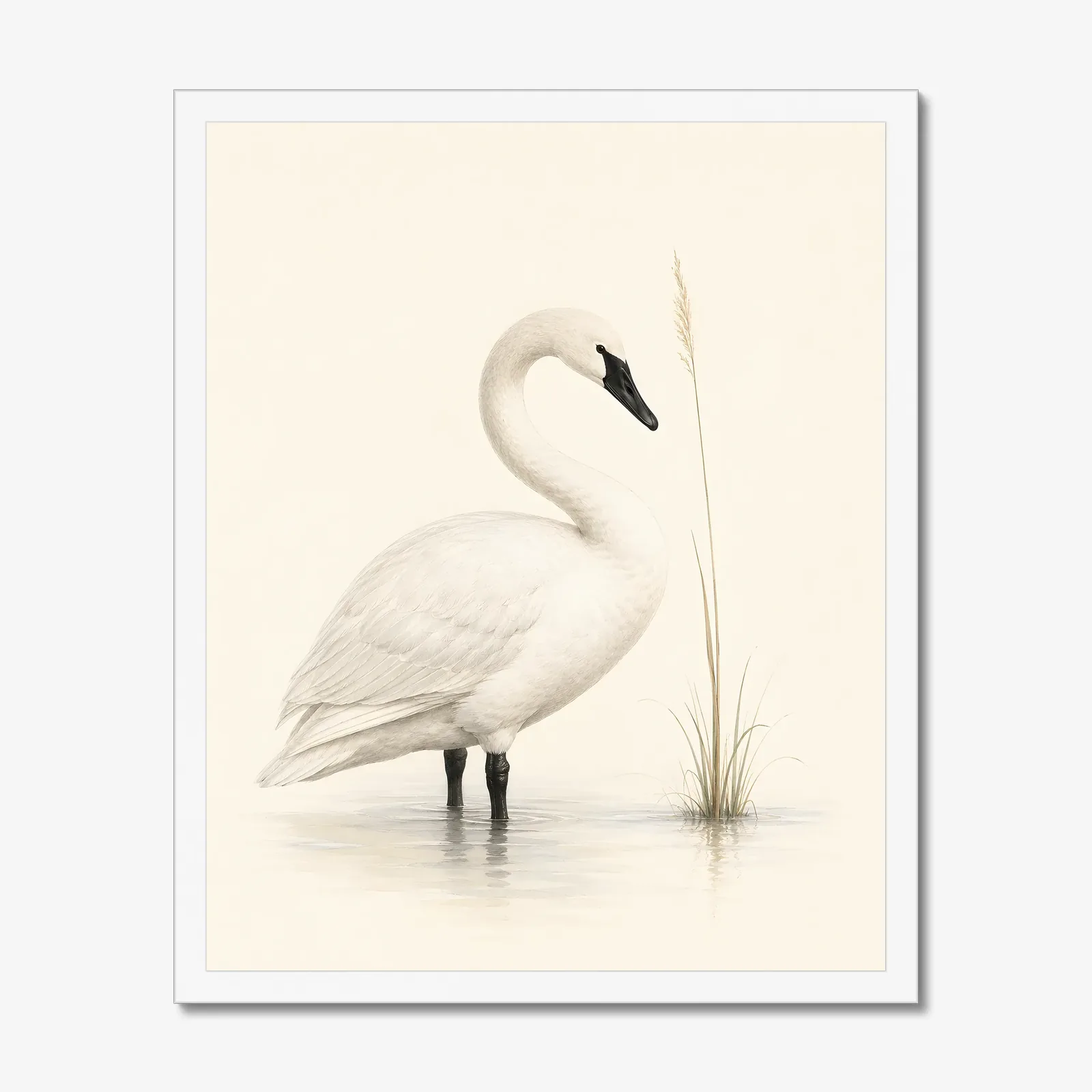 Trumpeter Swan Print in a white frame