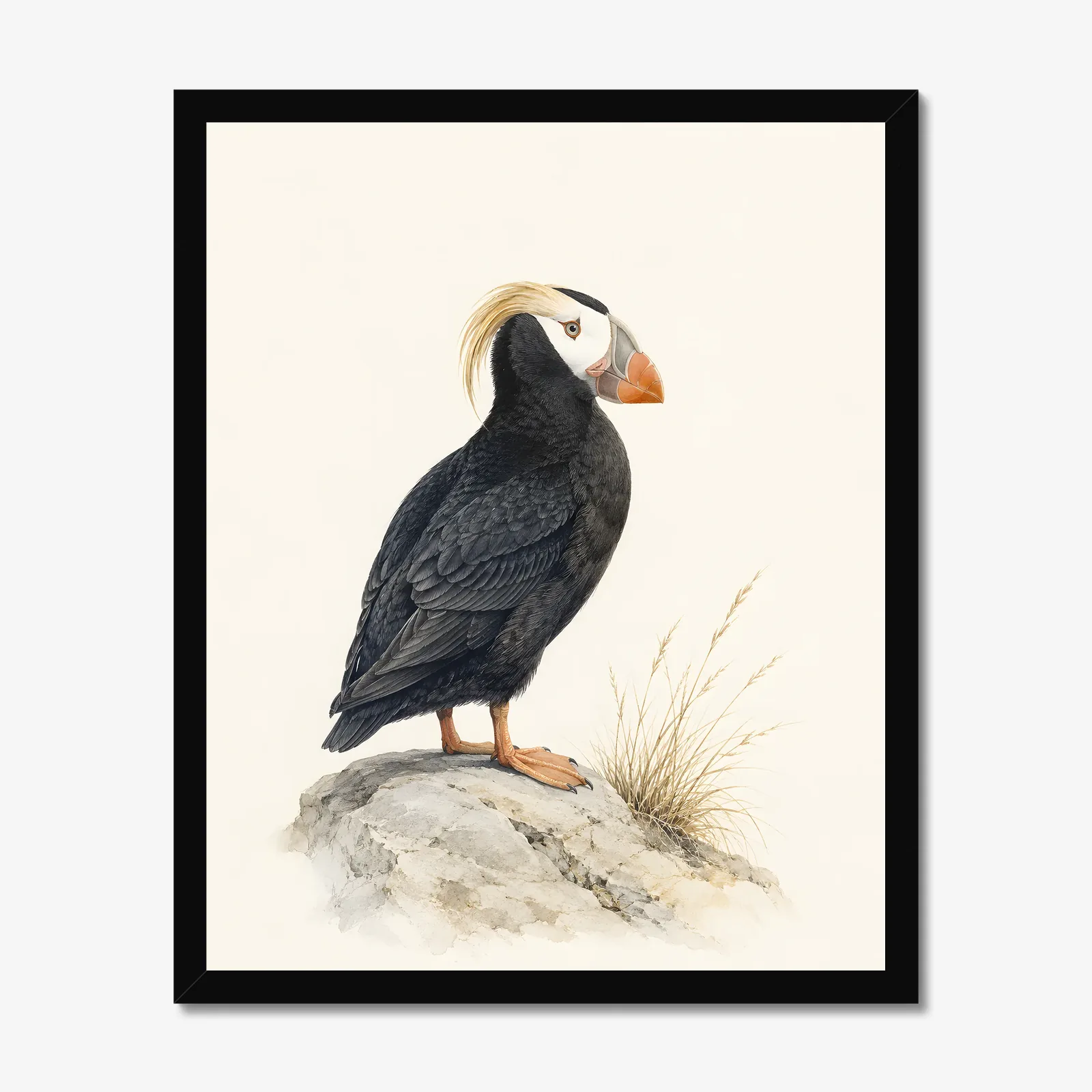 Tufted Puffin Print in a black frame