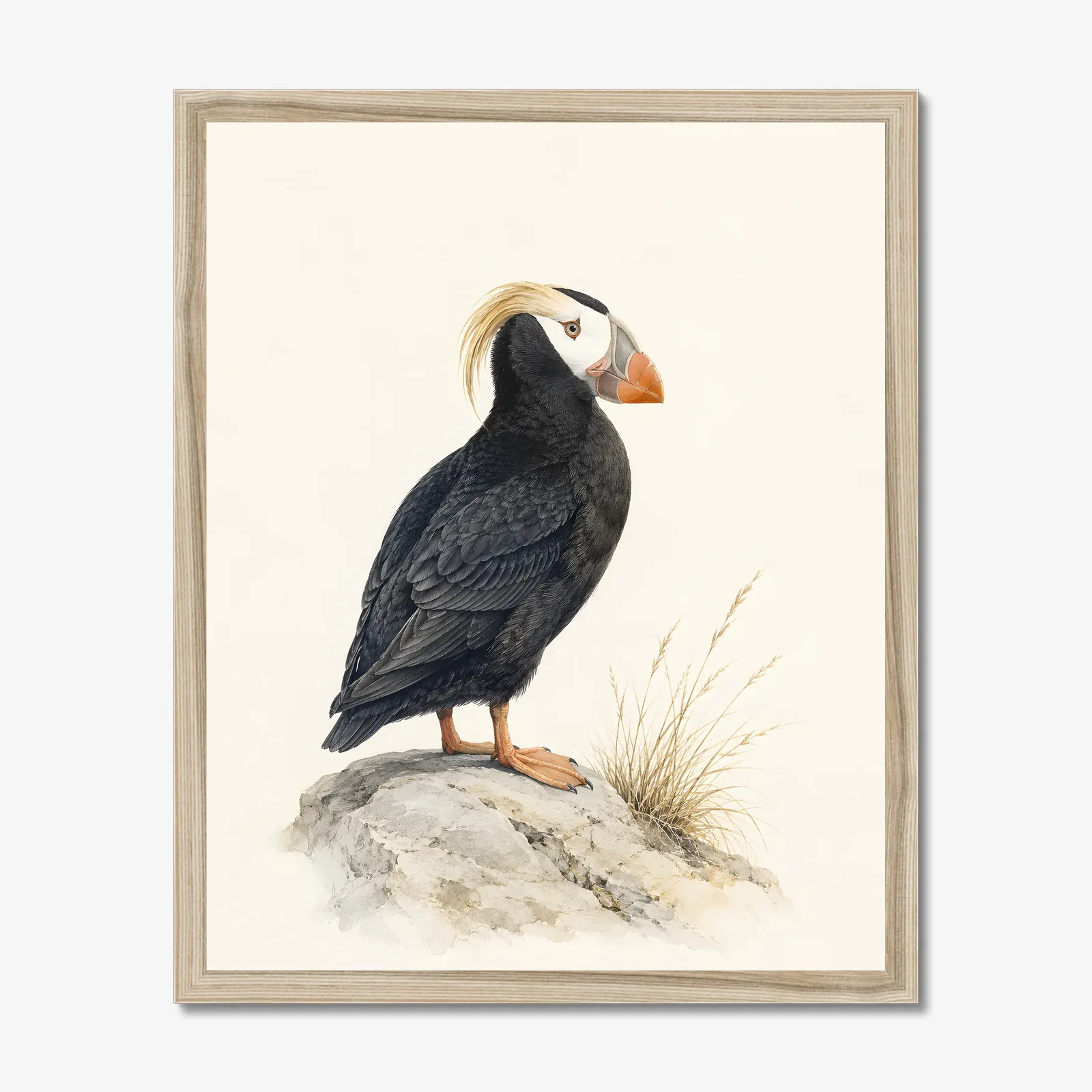 Tufted Puffin Print in a natural frame