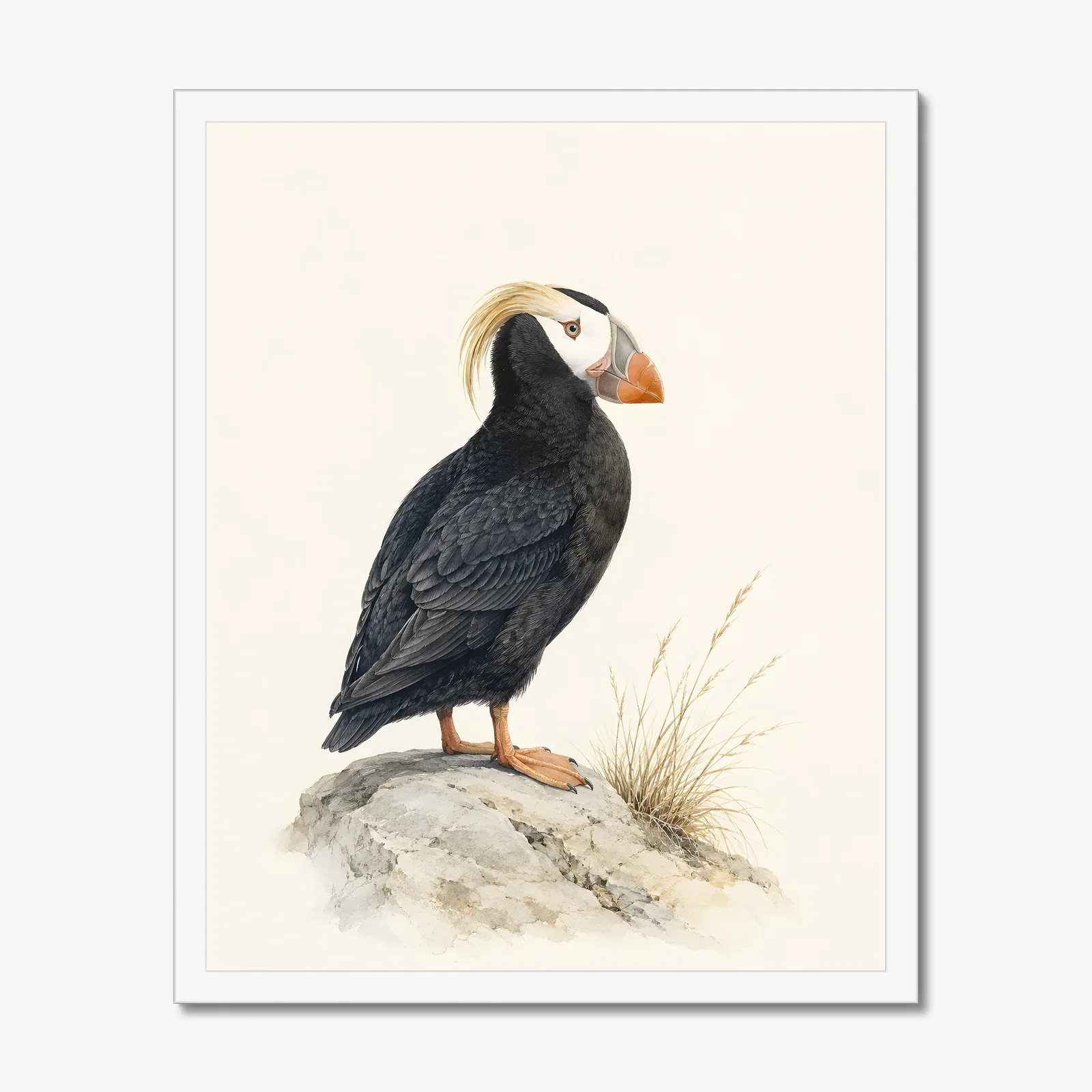 Tufted Puffin Print in a white frame