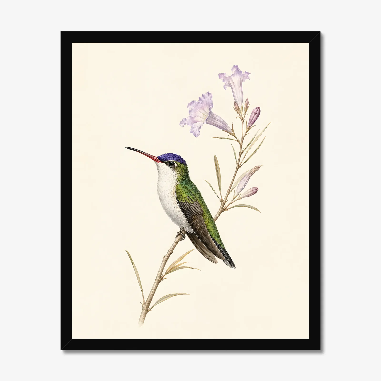 Violet-crowned Hummingbird Print in a black frame