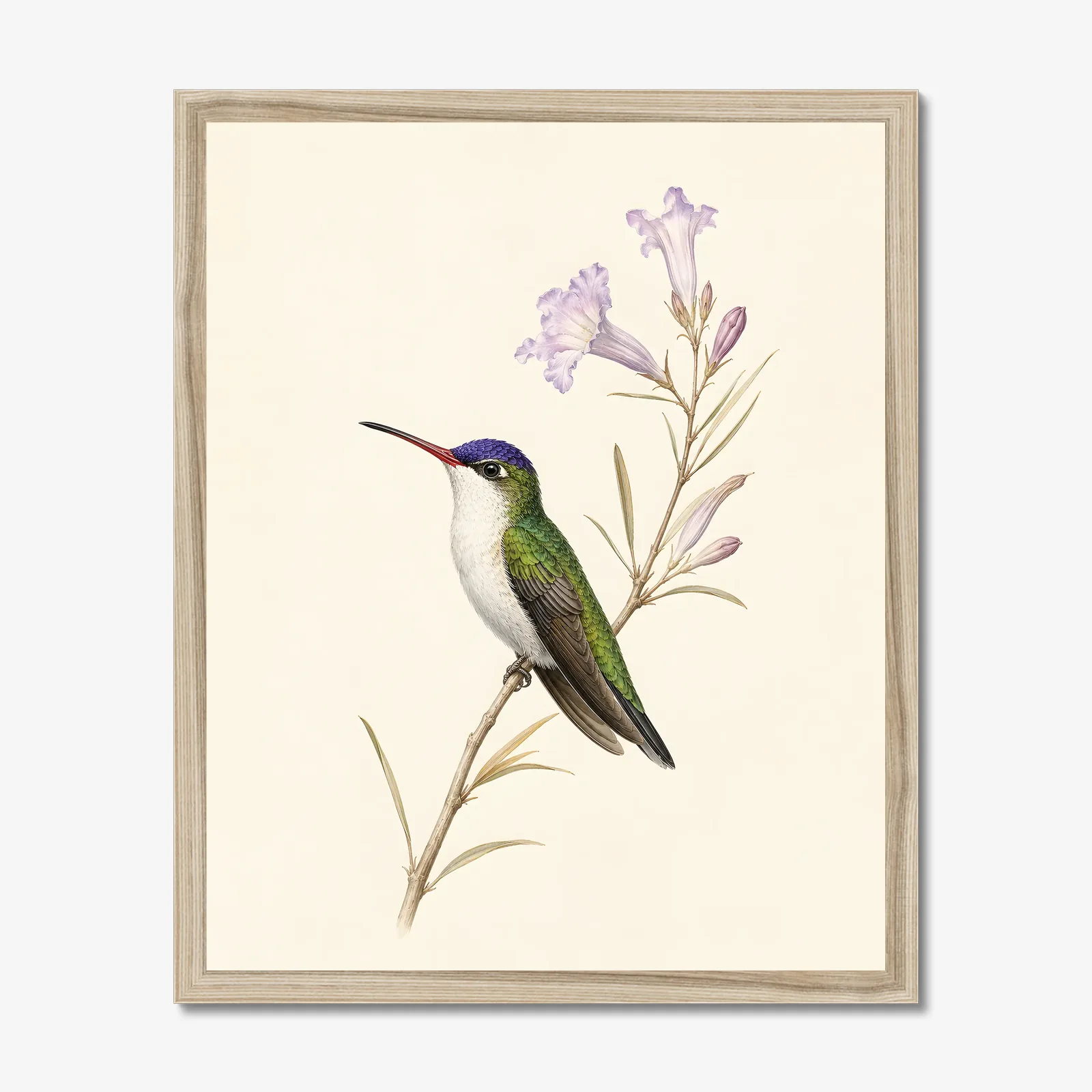 Violet-crowned Hummingbird Print in a natural frame