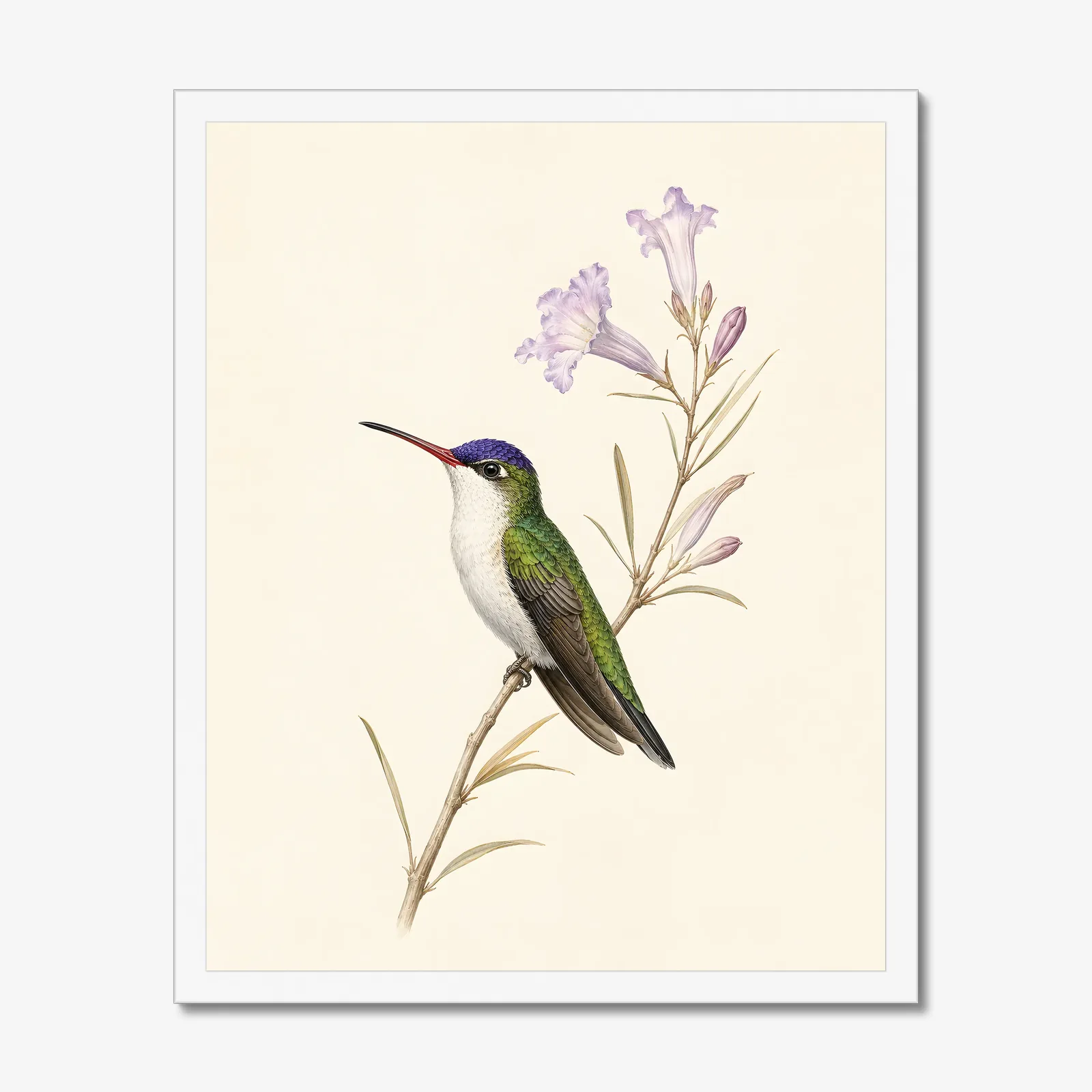 Violet-crowned Hummingbird Print in a white frame