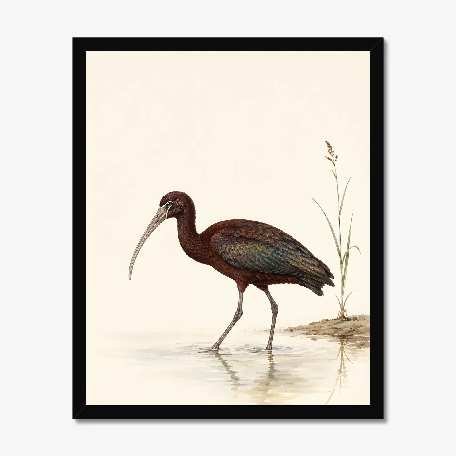 White Faced Ibis Print in a black frame