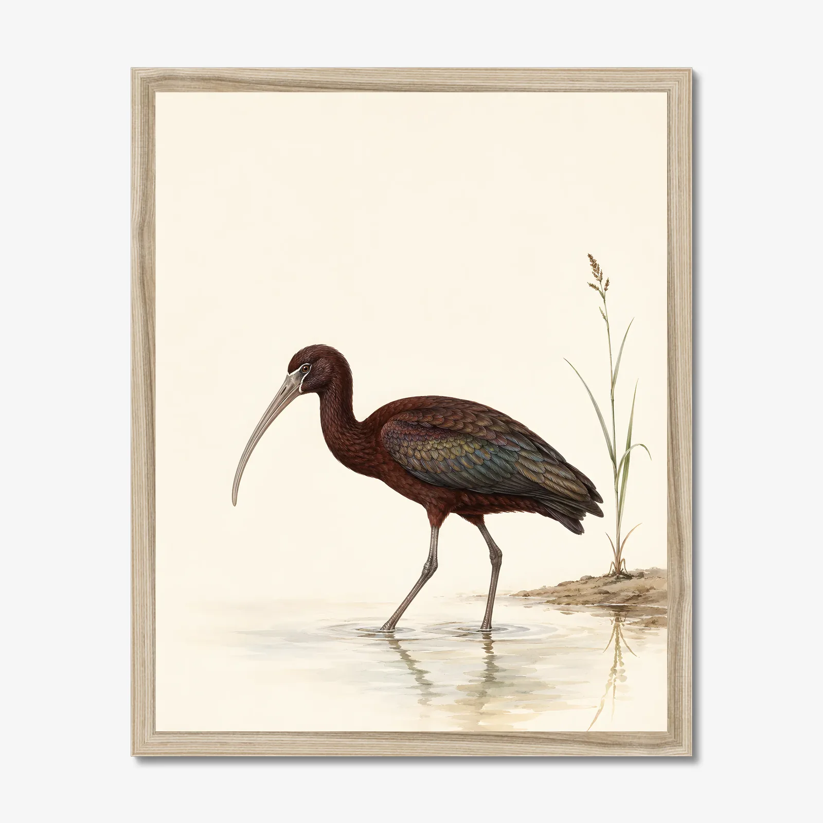 White Faced Ibis Print in a natural frame