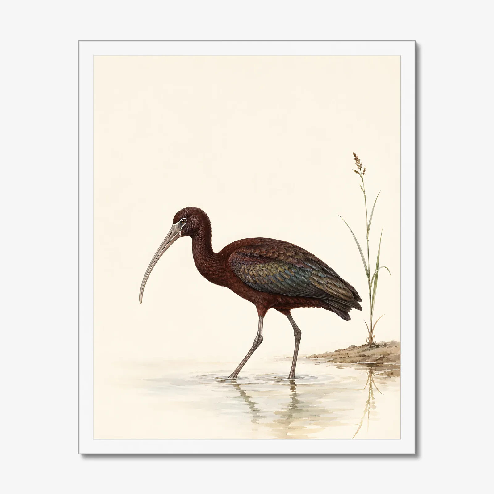 White Faced Ibis Print in a white frame