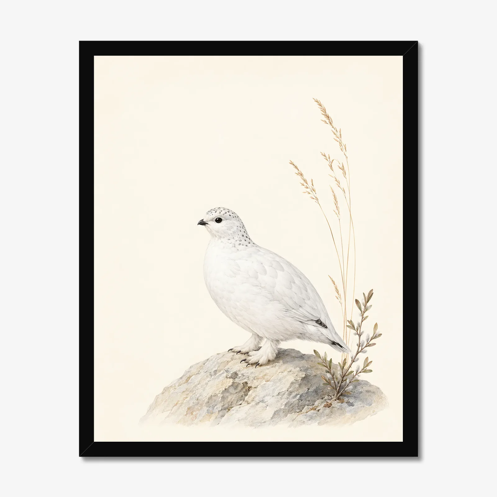 White Tailed Ptarmigan Print in a black frame