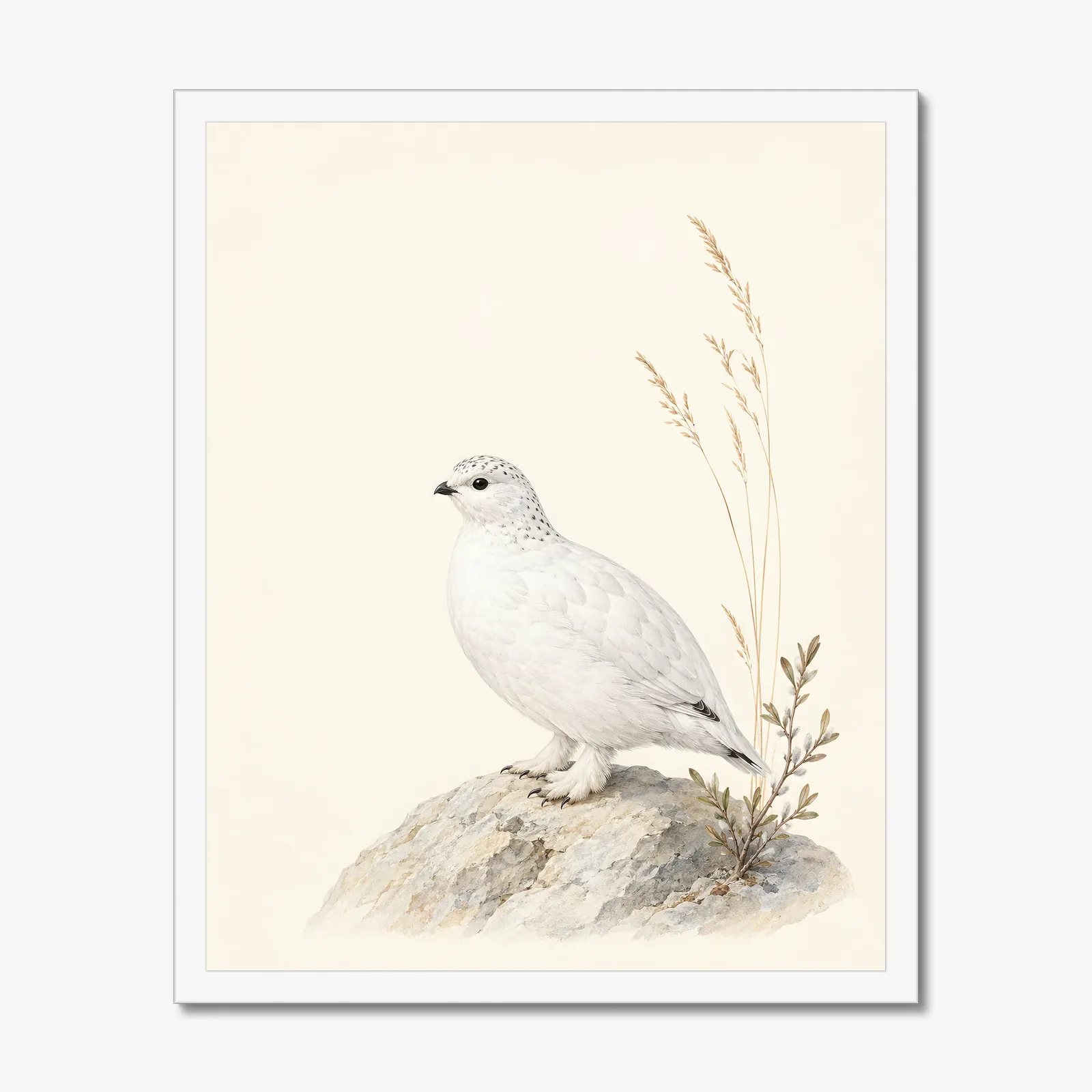 White Tailed Ptarmigan Print in a white frame