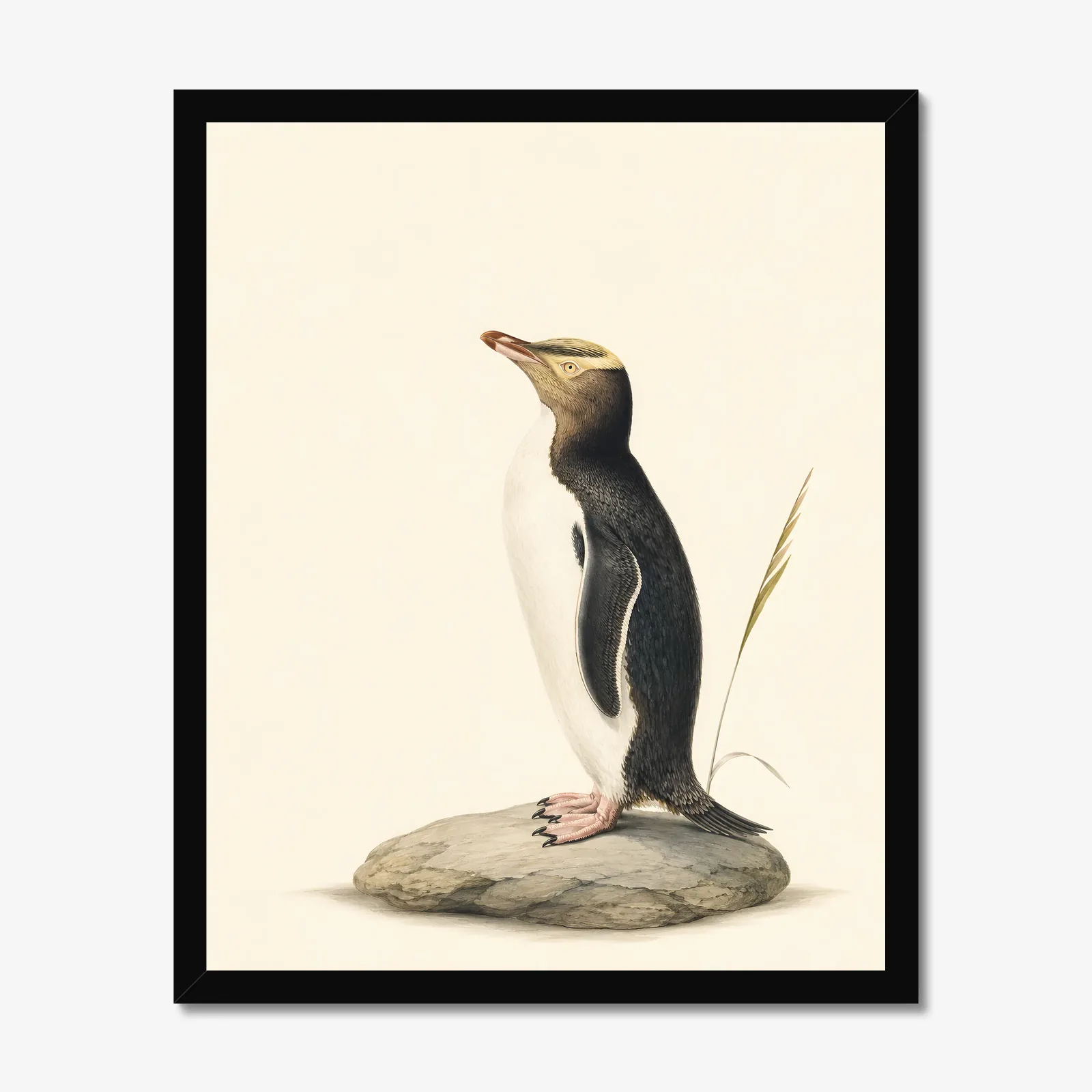 Yellow-eyed Penguin Print in a black frame