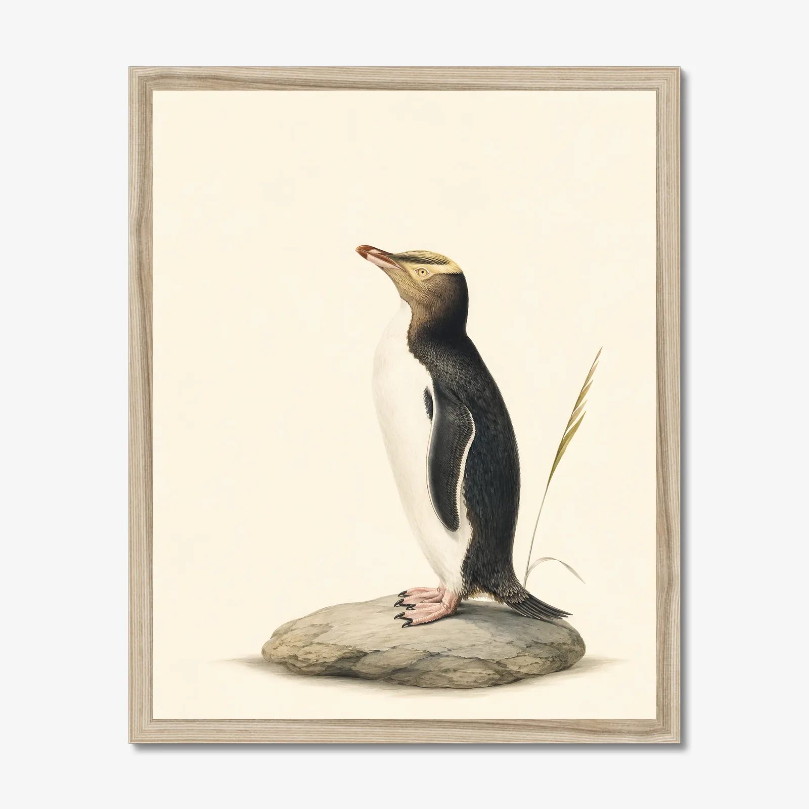 Yellow-eyed Penguin Print in a natural frame