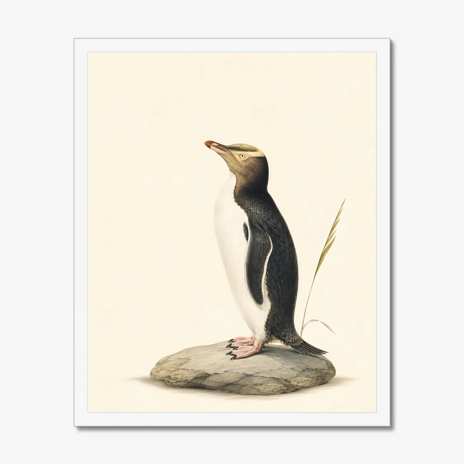 Yellow-eyed Penguin Print in a white frame