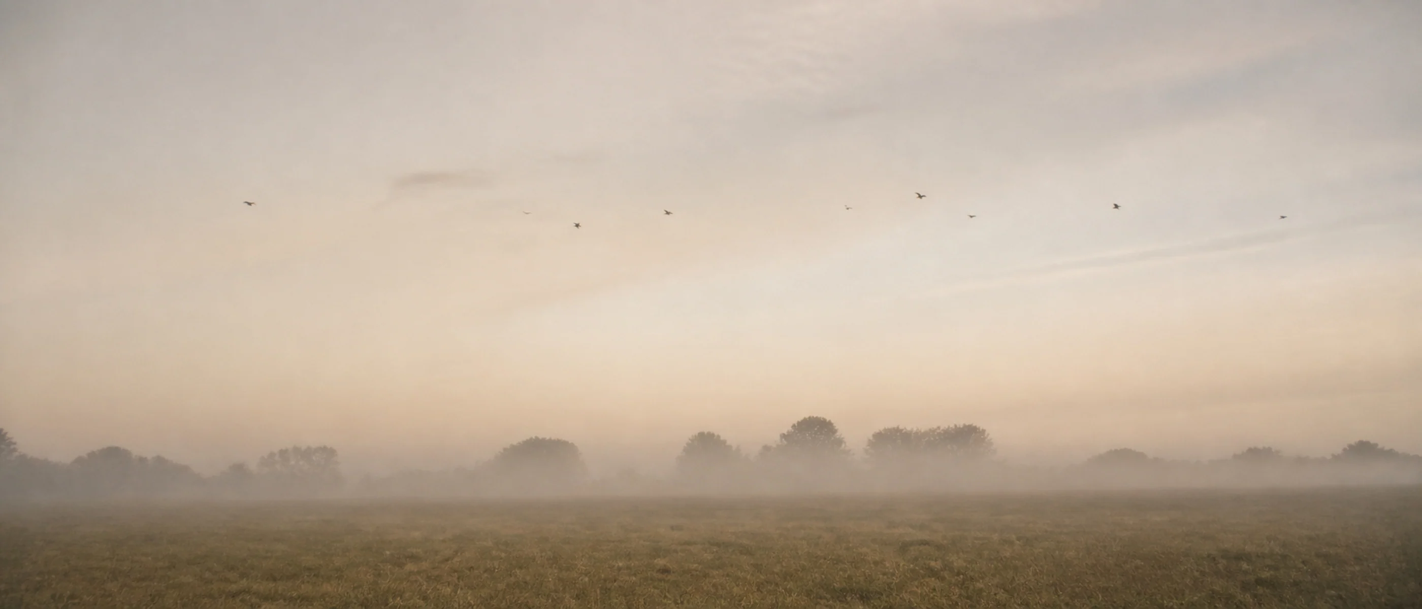 A quiet field at first light